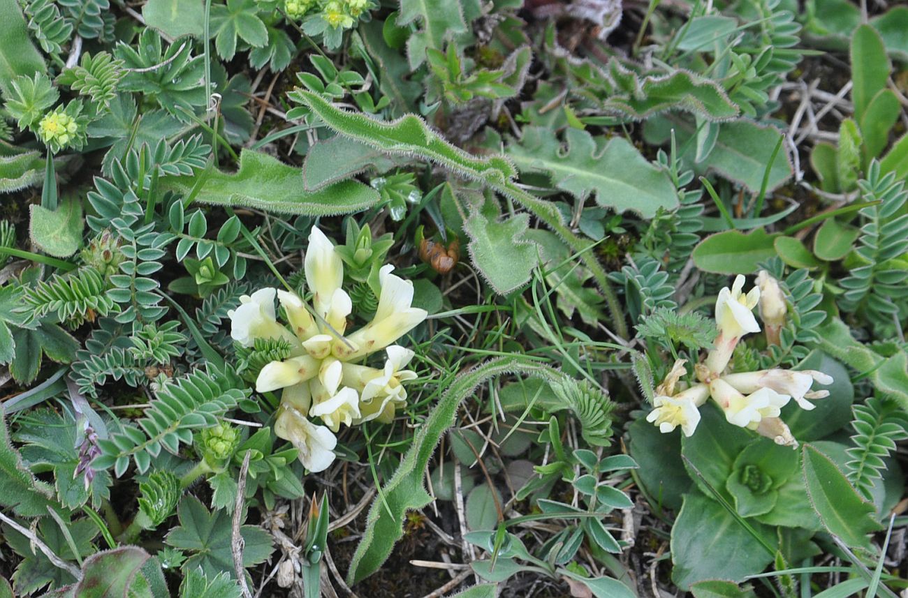 Image of genus Astragalus specimen.