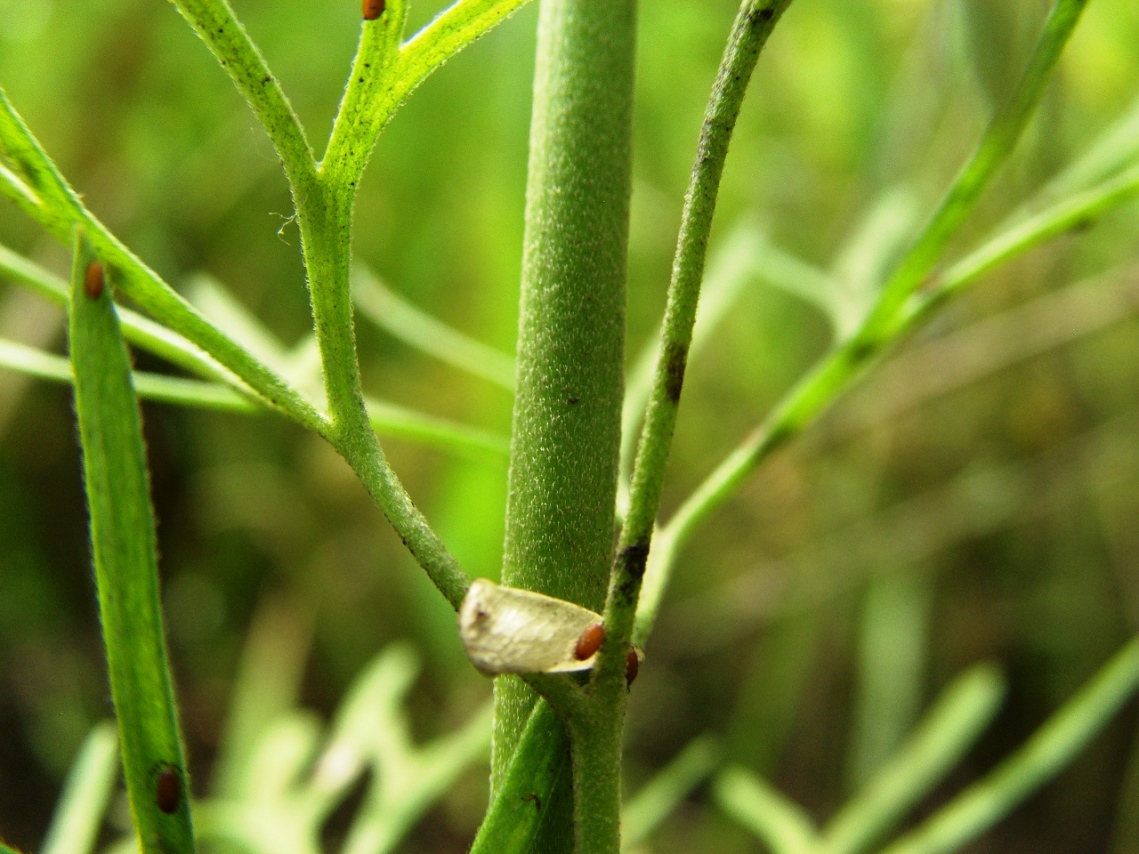 Image of Delphinium paniculatum specimen.