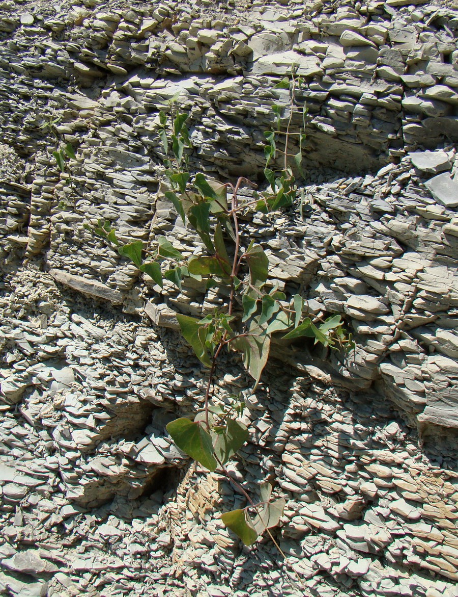 Image of Cynanchum acutum specimen.