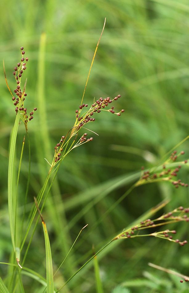 Image of Juncus gracillimus specimen.