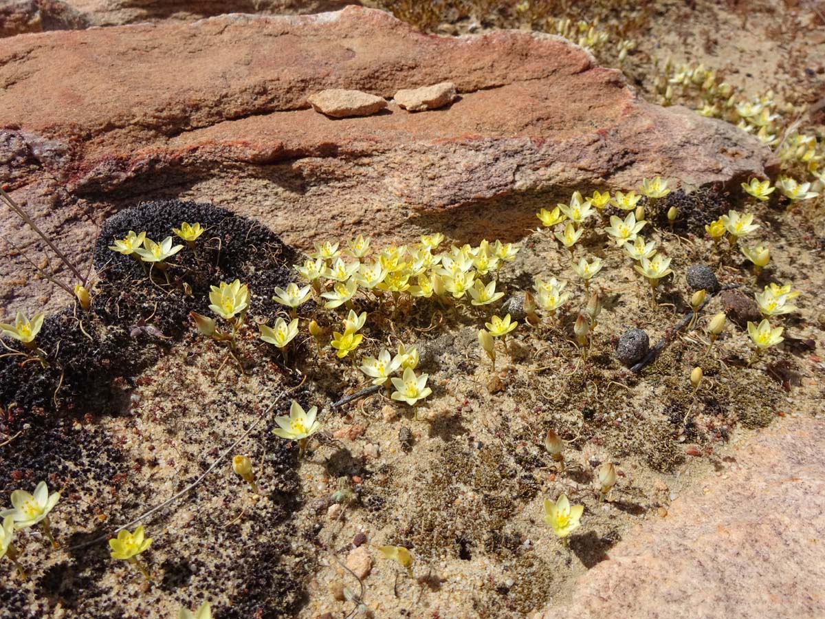 Image of Ornithogalum rupestre specimen.