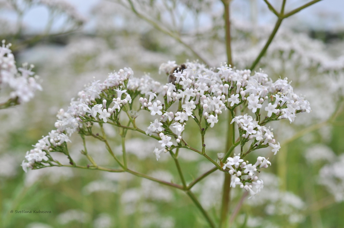 Image of Valeriana wolgensis specimen.