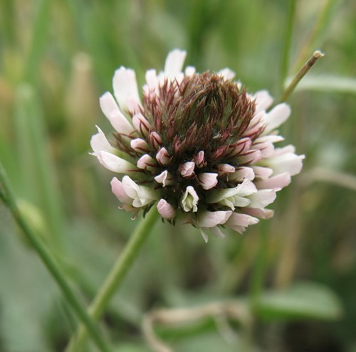 Image of Trifolium fragiferum specimen.