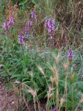 Stachys palustris