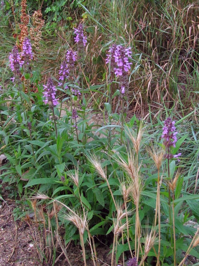 Изображение особи Stachys palustris.