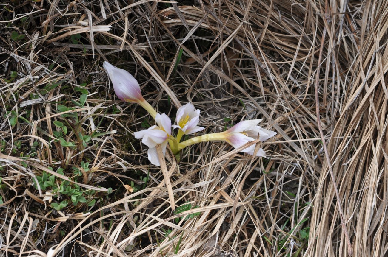 Image of genus Colchicum specimen.