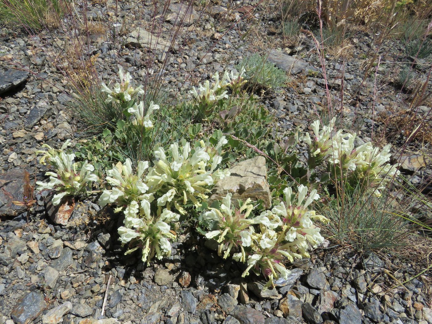 Image of Dracocephalum nuratavicum specimen.