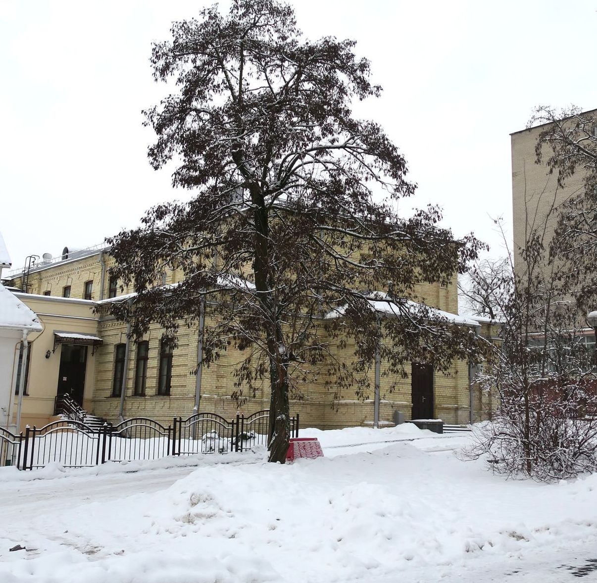 Изображение особи Robinia pseudoacacia.