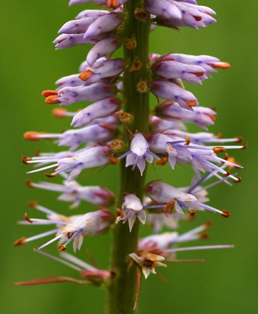 Image of Veronicastrum sibiricum specimen.