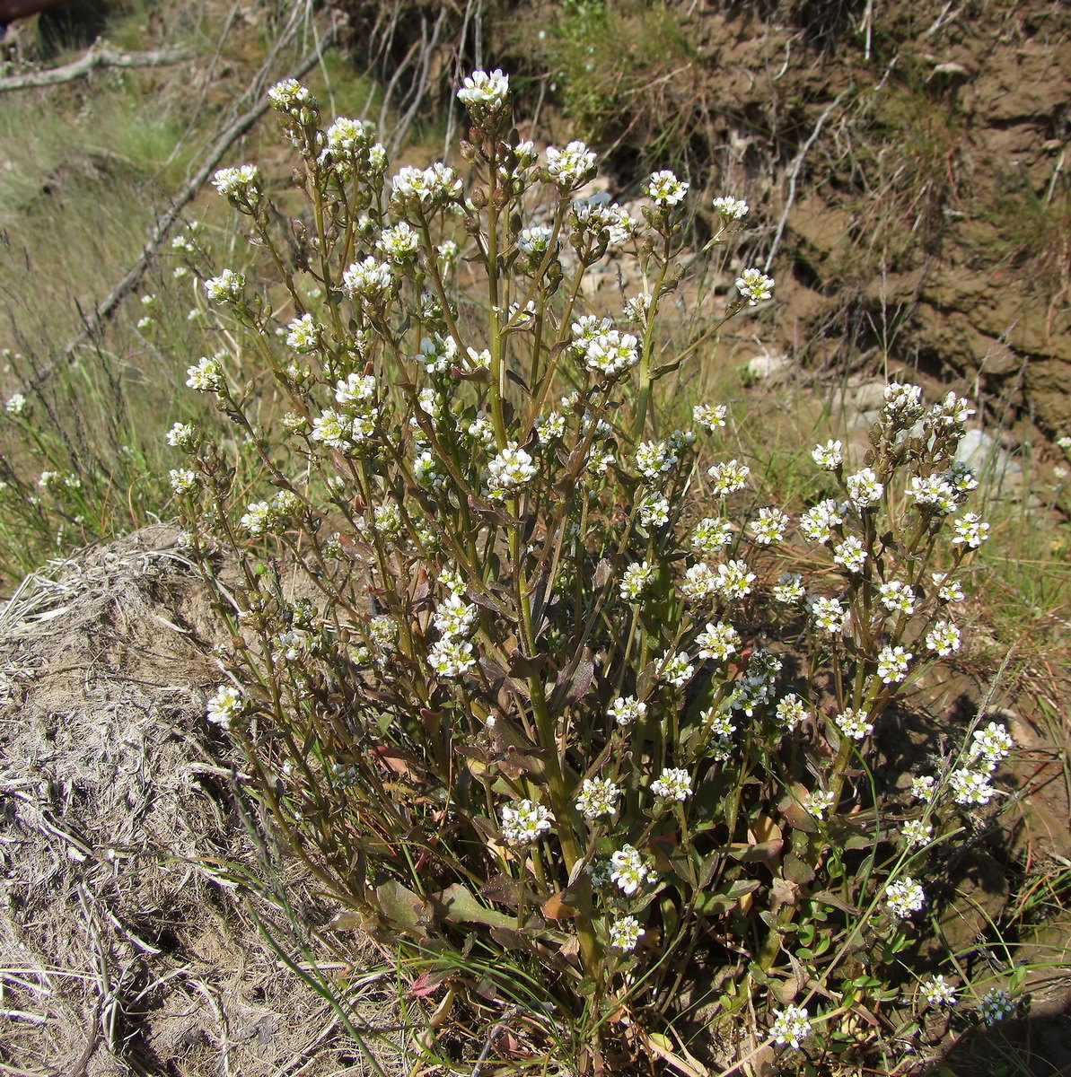 Изображение особи Cochlearia officinalis.