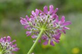 Heracleum roseum