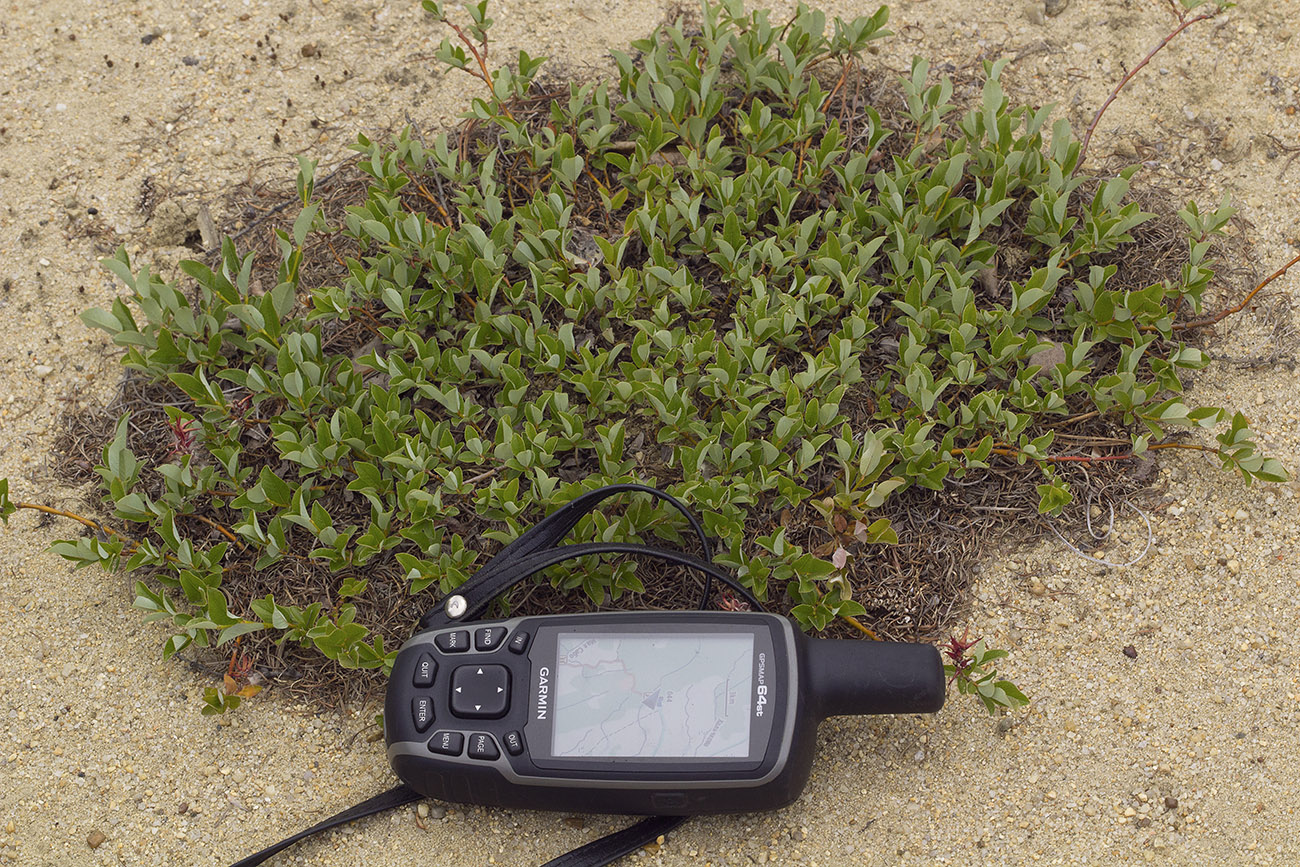 Image of Salix saxatilis specimen.