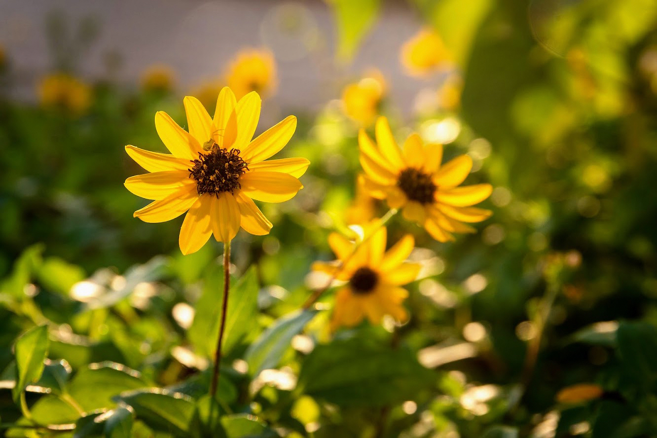 Image of Helianthus debilis specimen.