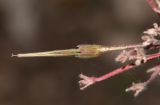 Pelargonium hortorum. Отцветший цветок и плод. Израиль, Нижняя Галилея, г. Верхний Назарет, во дворе. 26.11.2019.
