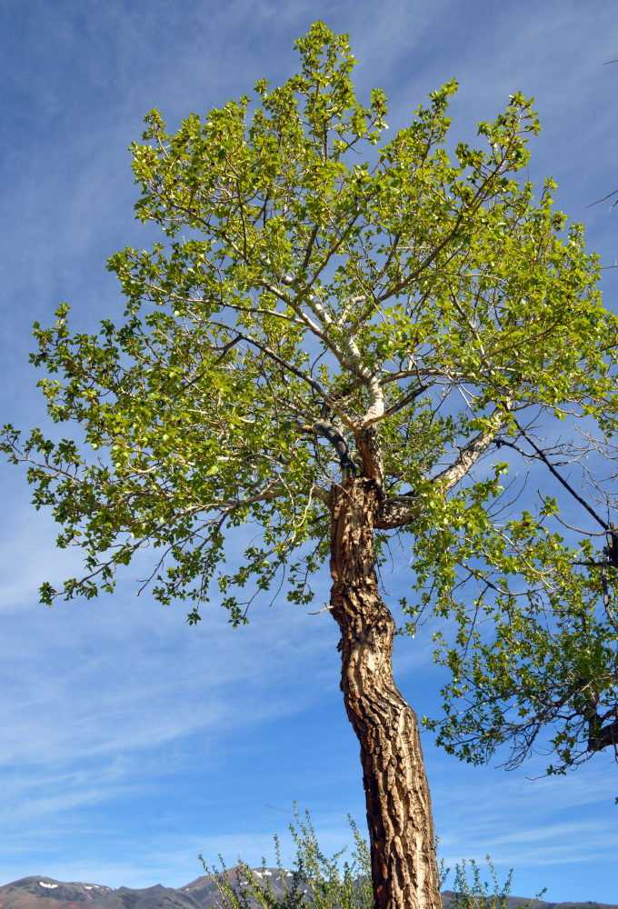 Image of Populus laurifolia specimen.