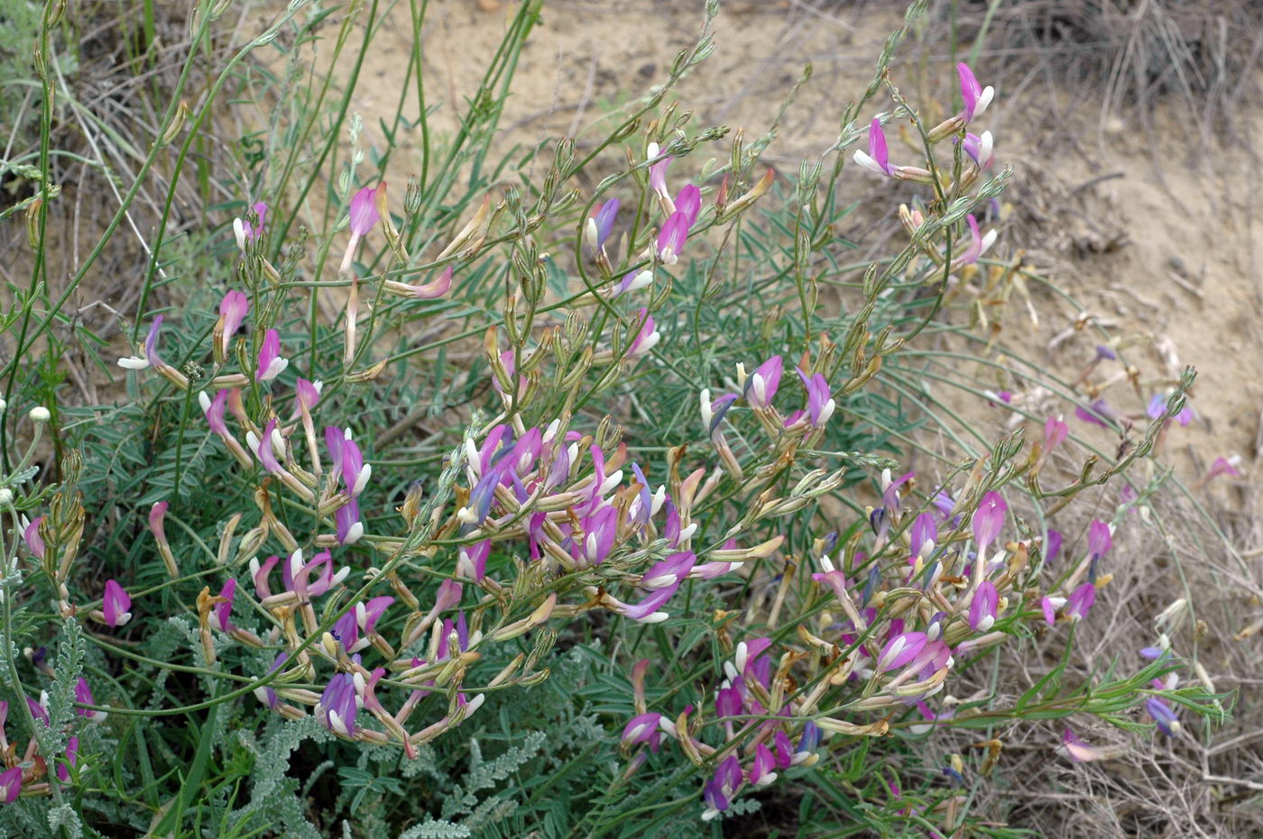 Image of Astragalus kustanaicus specimen.