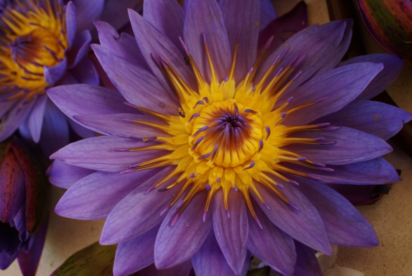 Image of Nymphaea nouchali var. zanzibariensis specimen.