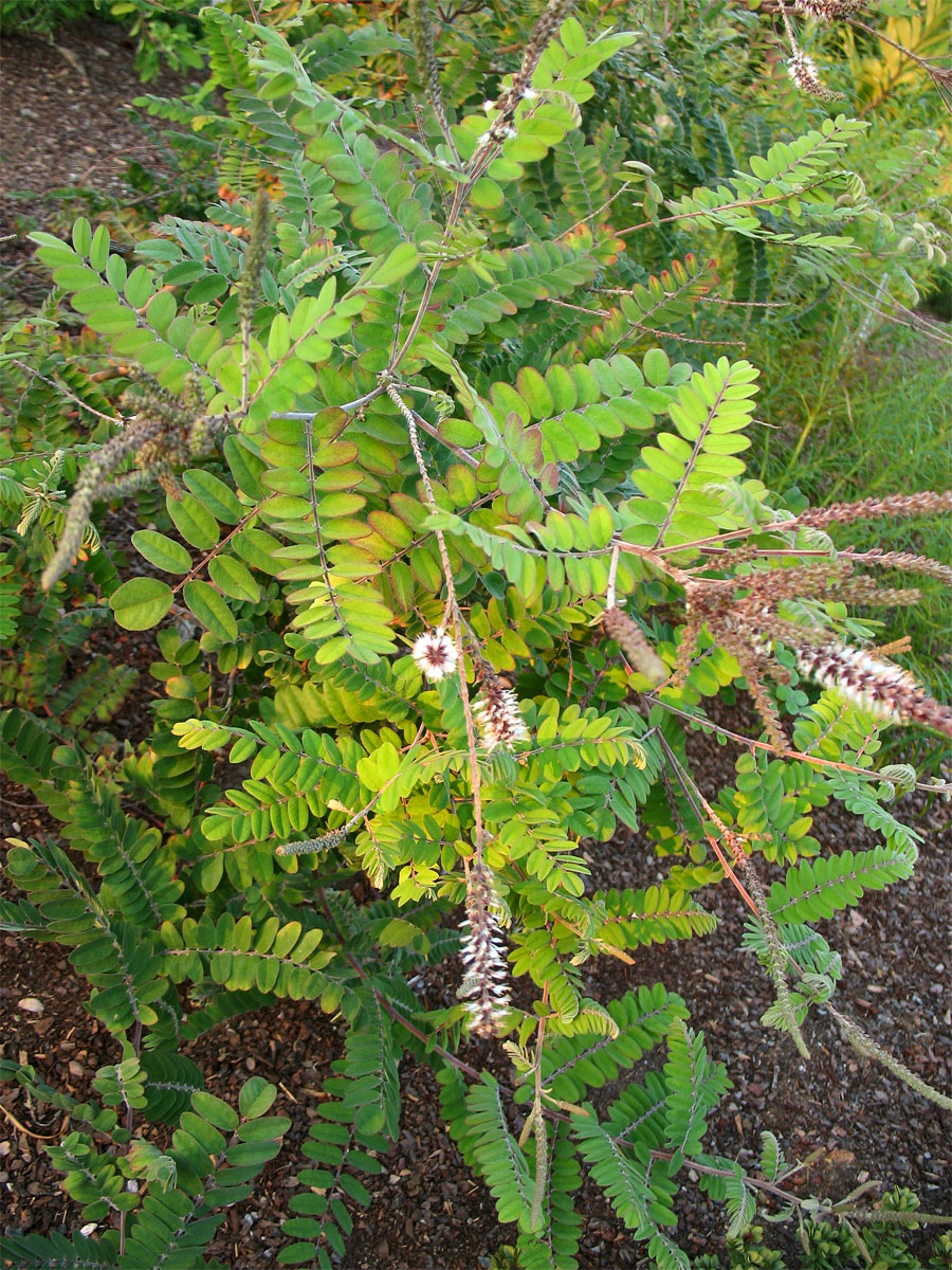 Image of Amorpha herbacea specimen.