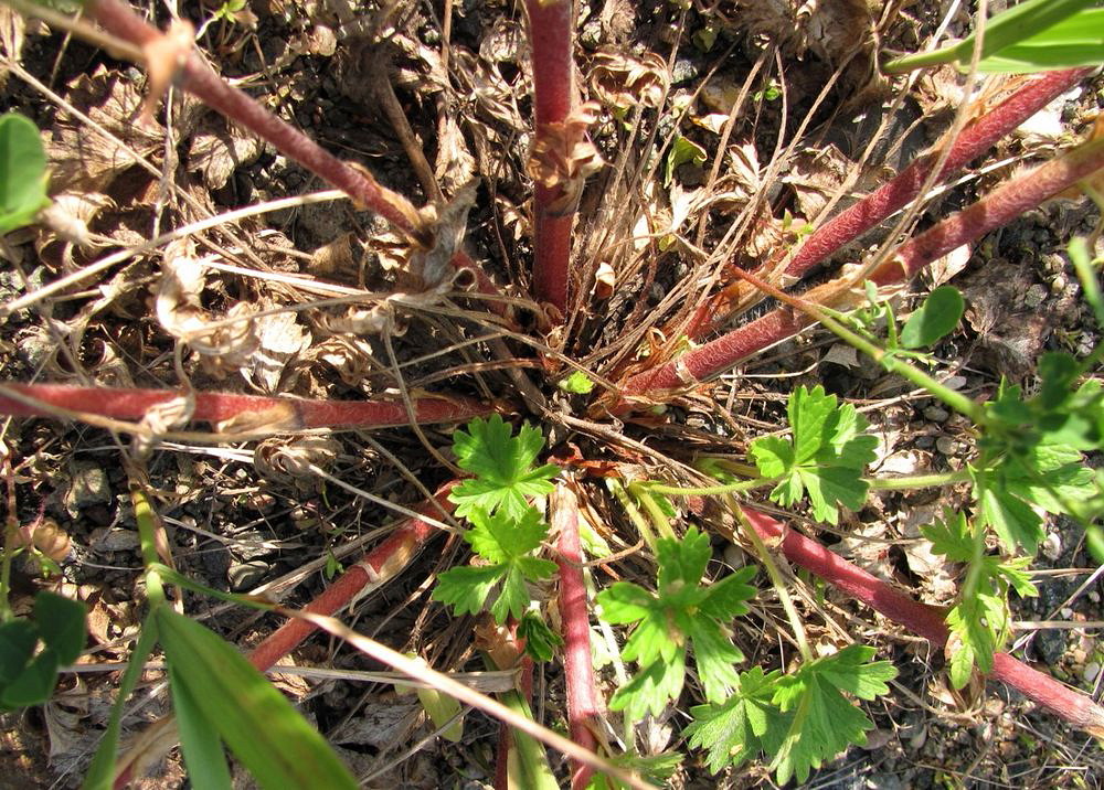 Image of Potentilla intermedia specimen.