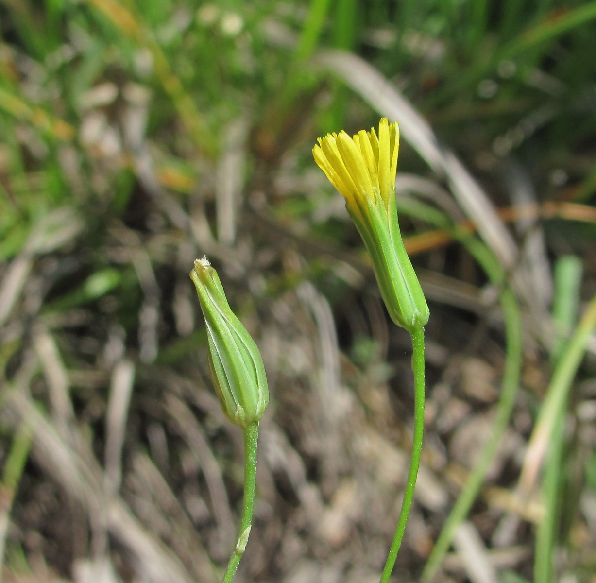 Image of Crepis pulchra specimen.