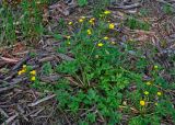 Ranunculus repens. Цветущее растение. Московская обл., окр. г. Железнодорожный, вырубка на опушке смешанного леса. 12.06.2020.