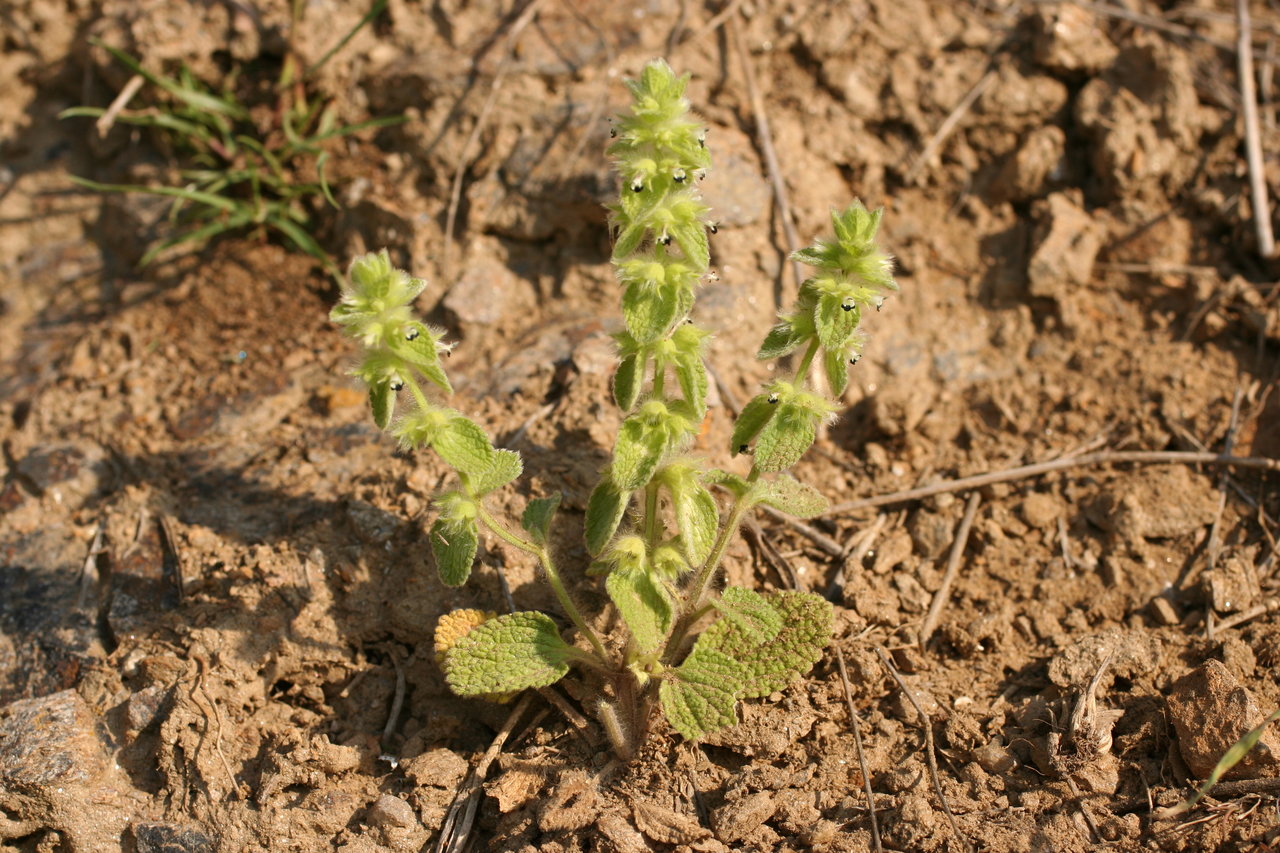 Изображение особи Sideritis lanata.