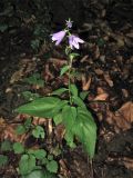 Campanula rapunculoides