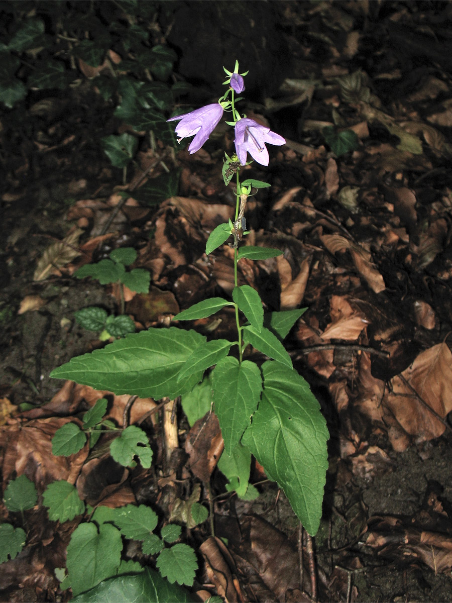 Изображение особи Campanula rapunculoides.