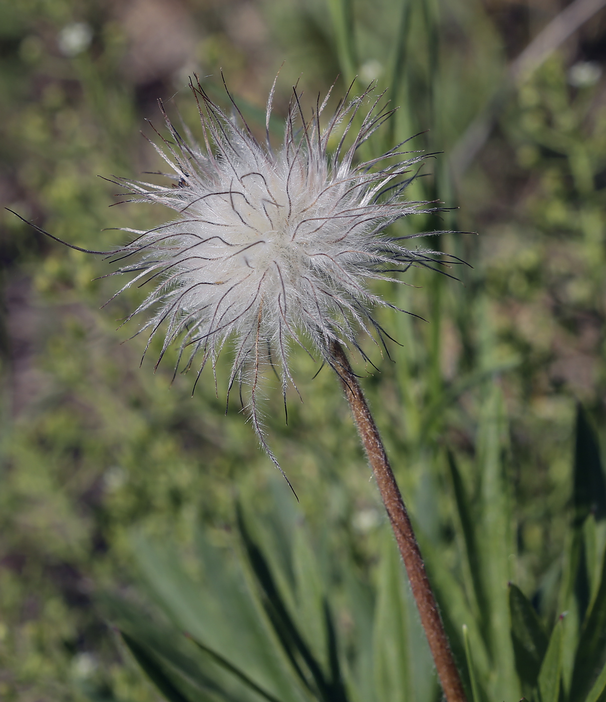 Image of Pulsatilla uralensis specimen.