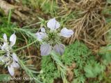 Nigella arvensis