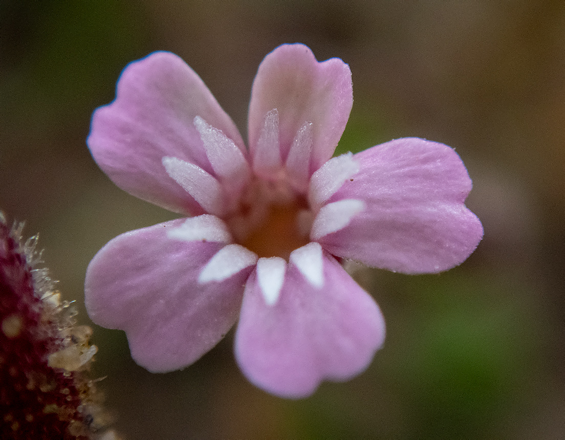 Изображение особи Silene pentelica.