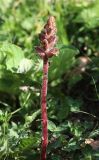 Orobanche owerinii