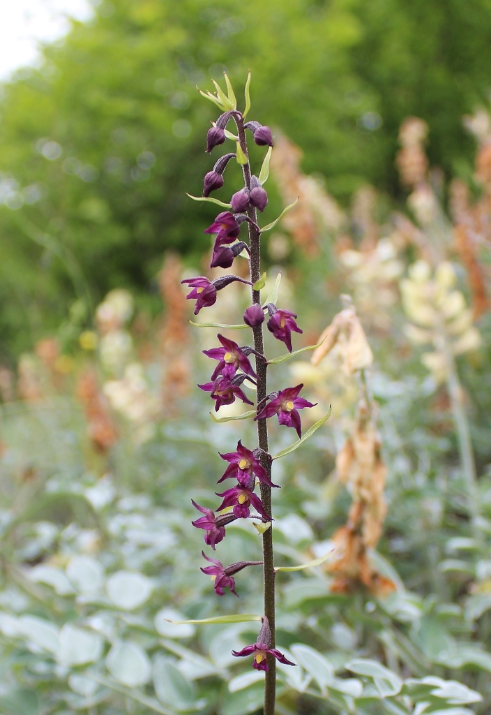 Image of Epipactis atrorubens specimen.