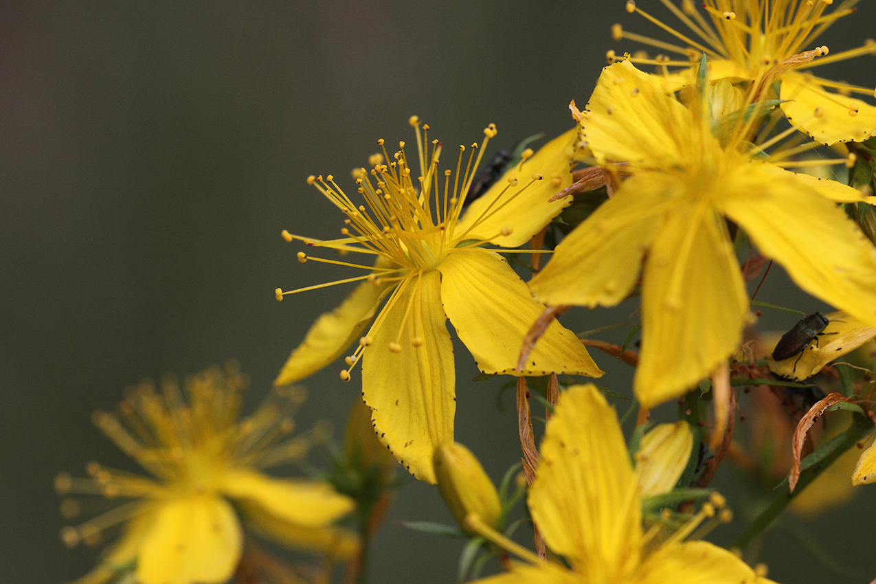 Image of Hypericum perforatum specimen.