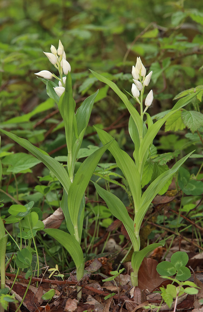 Image of Cephalanthera caucasica specimen.