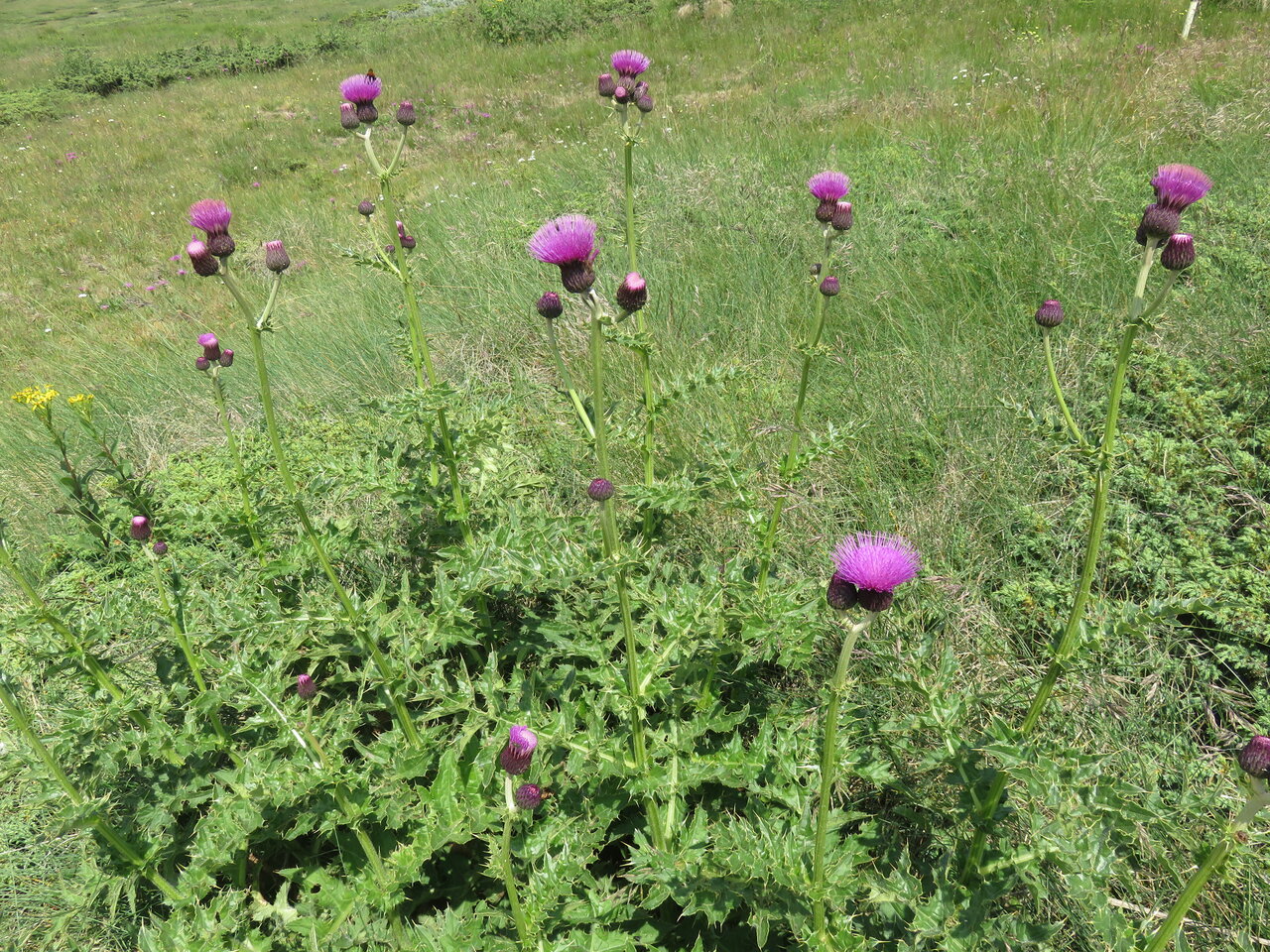 Изображение особи Cirsium appendiculatum.