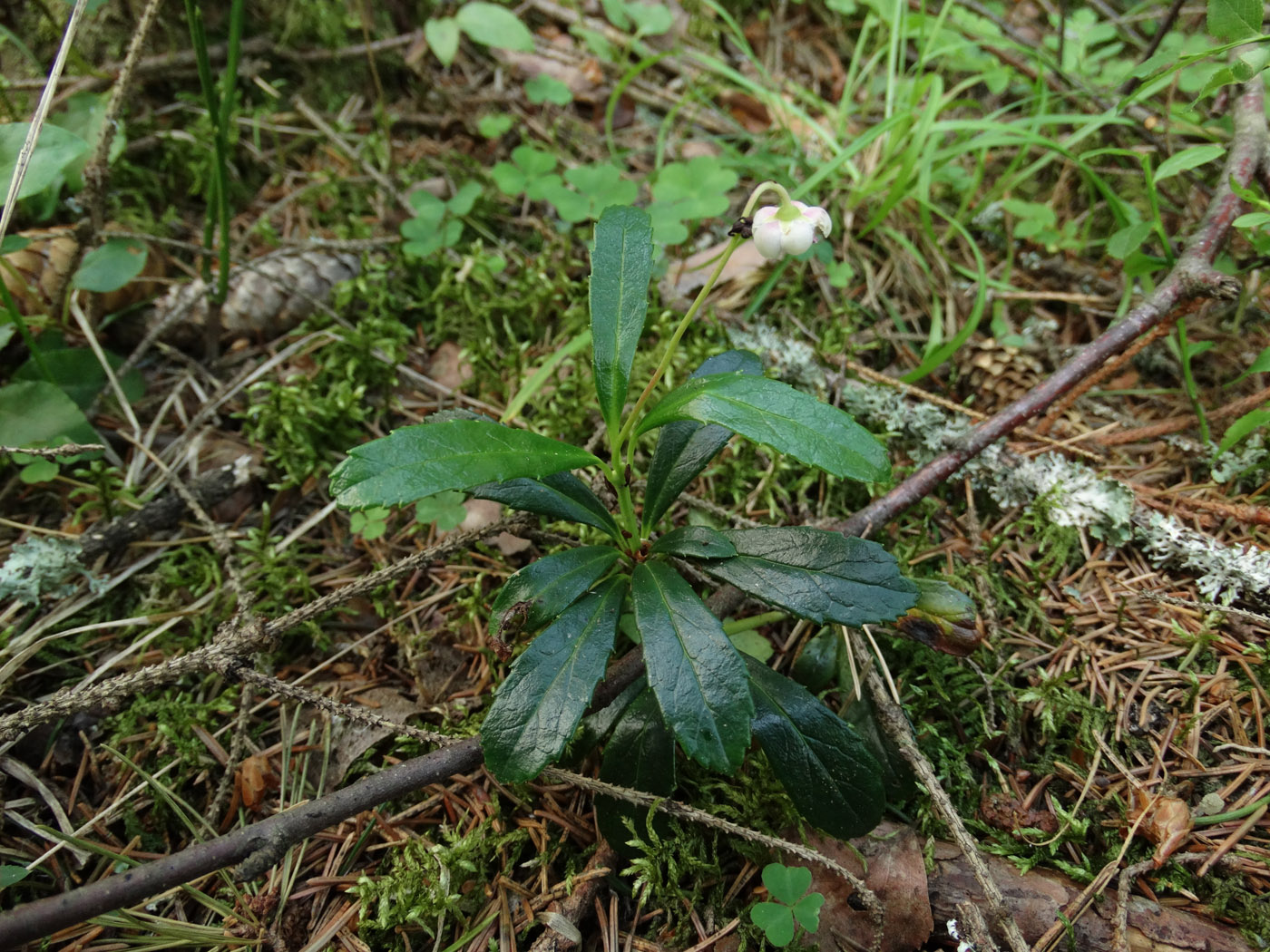 Image of Chimaphila umbellata specimen.