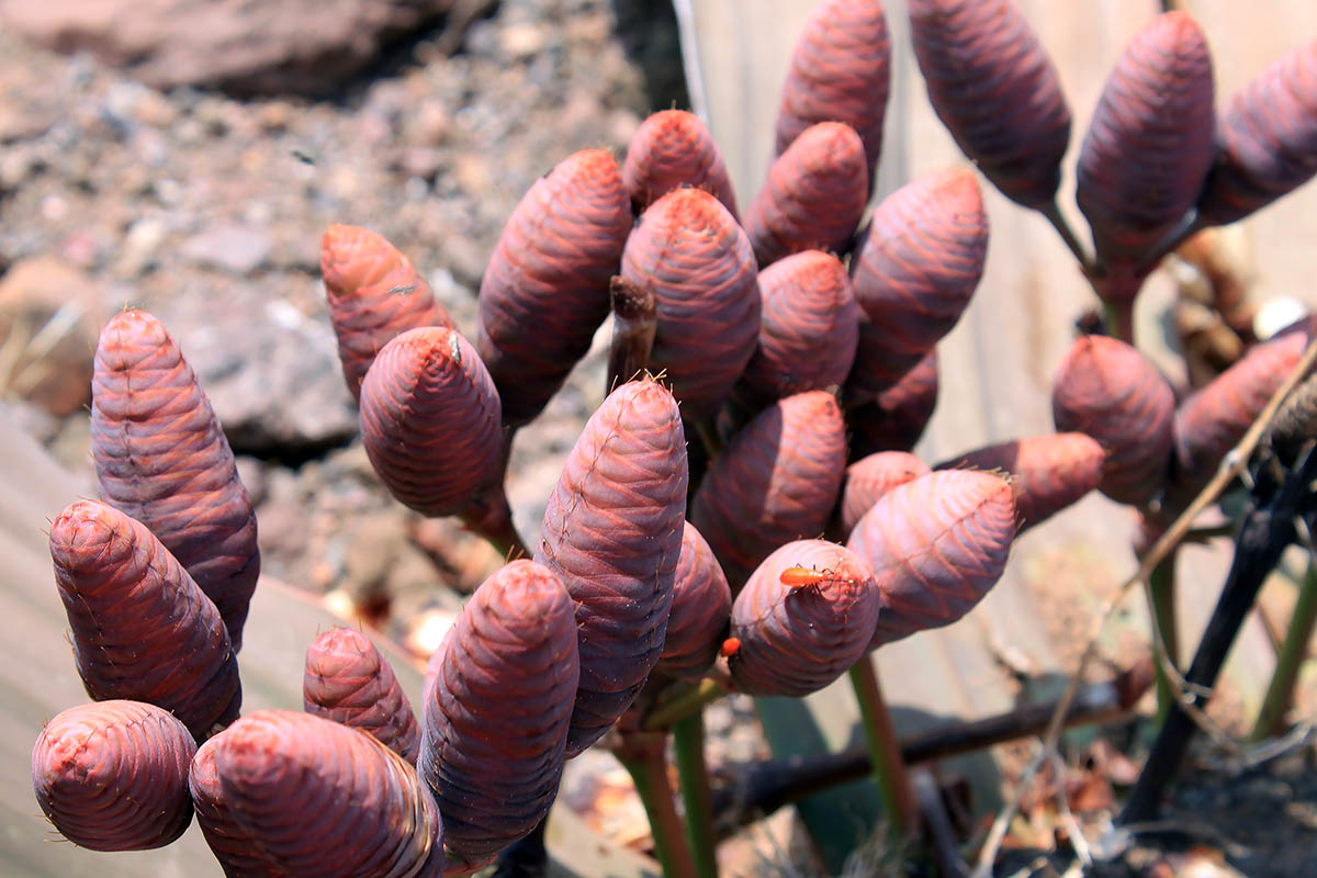 Изображение особи Welwitschia mirabilis.