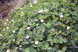 genus Trifolium. Цветущее растение. Папуа Новая Гвинея, регион Уэстерн-Хайлендс, окр. Camp JJ Komane mambuno. 18.08.2009.