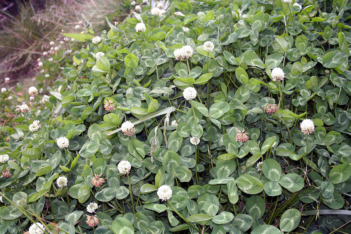 Image of genus Trifolium specimen.