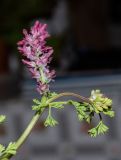 Fumaria densiflora. Верхушка побега с соцветием. Израиль, Нижняя Галилея, г. Верхний Назарет, пустырь. 26.03.2022.