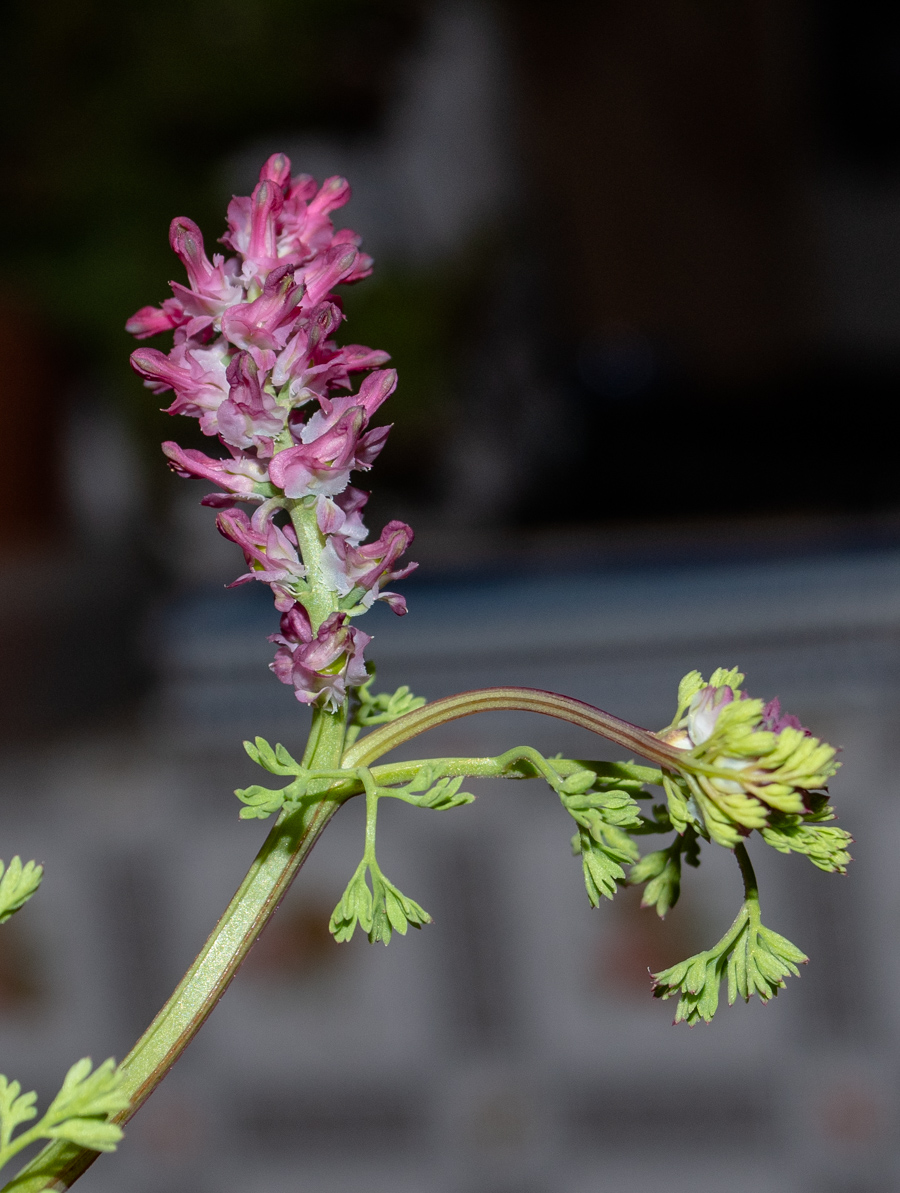 Image of Fumaria densiflora specimen.