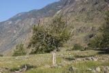 Populus laurifolia. Вегетирующее растение. Республика Алтай, Улаганский р-н, правый берег реки Чулышман напротив урочища Ак-Курум, береговая терраса. 8 августа 2020 г.