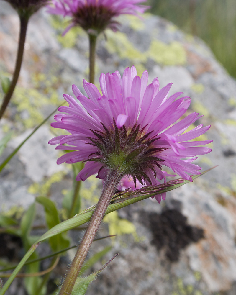 Image of Erigeron venustus specimen.