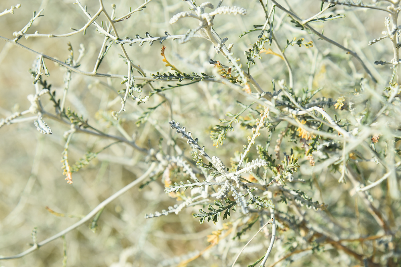 Image of Artemisia santolina specimen.