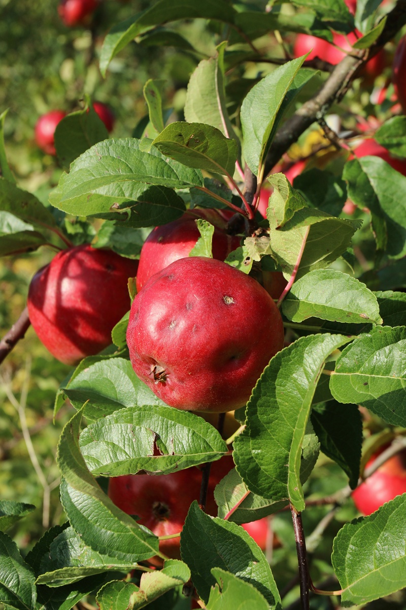 Image of Malus domestica specimen.