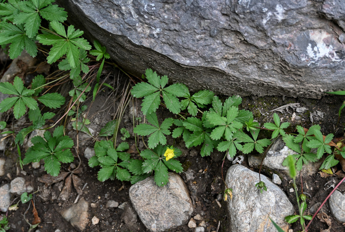 Изображение особи Potentilla reptans.