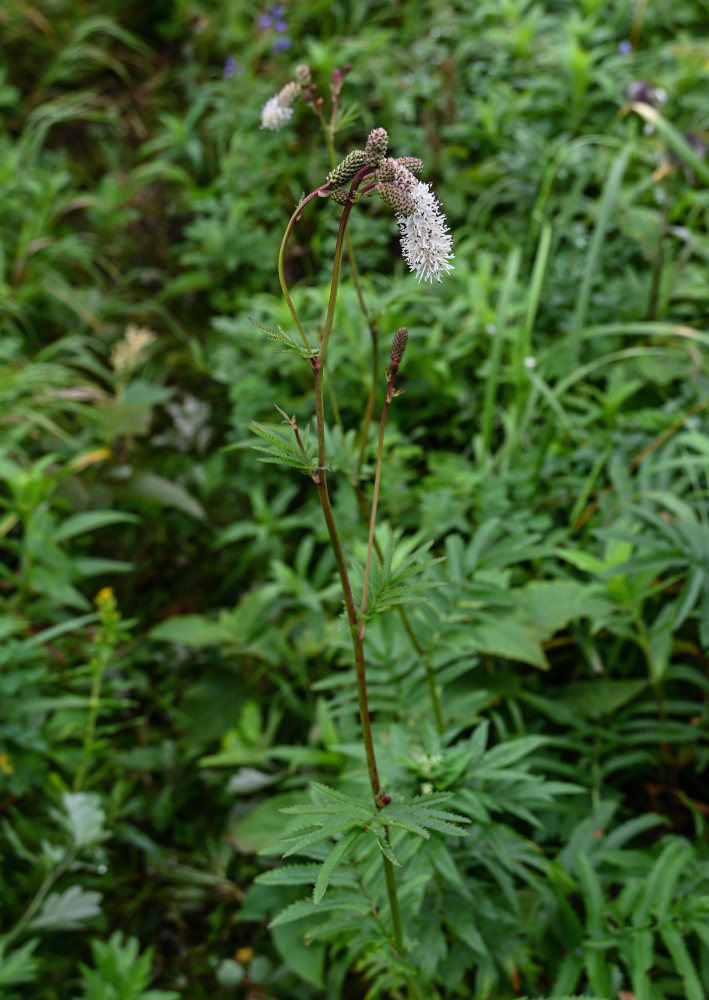 Image of Sanguisorba tenuifolia specimen.