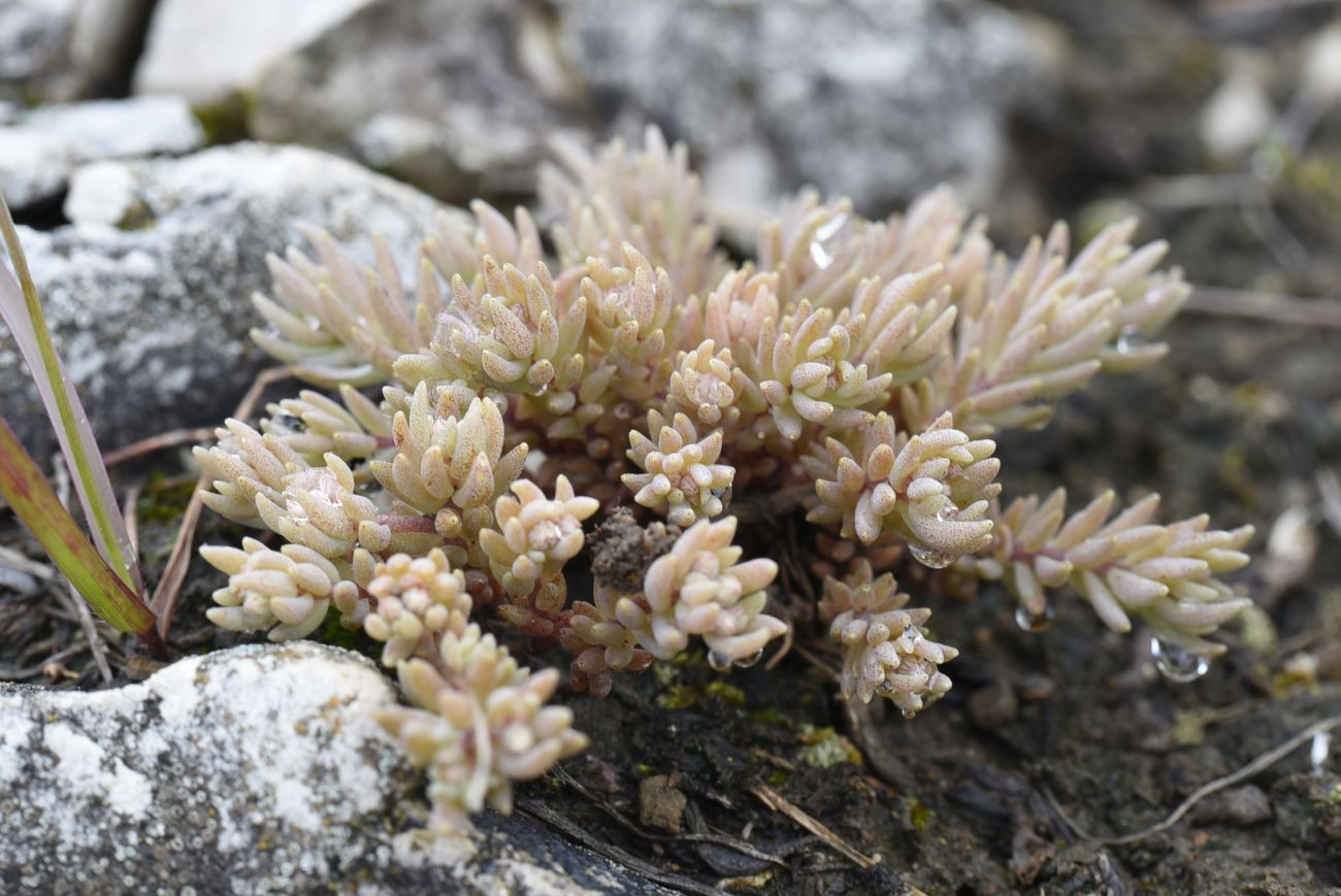 Изображение особи род Sedum.