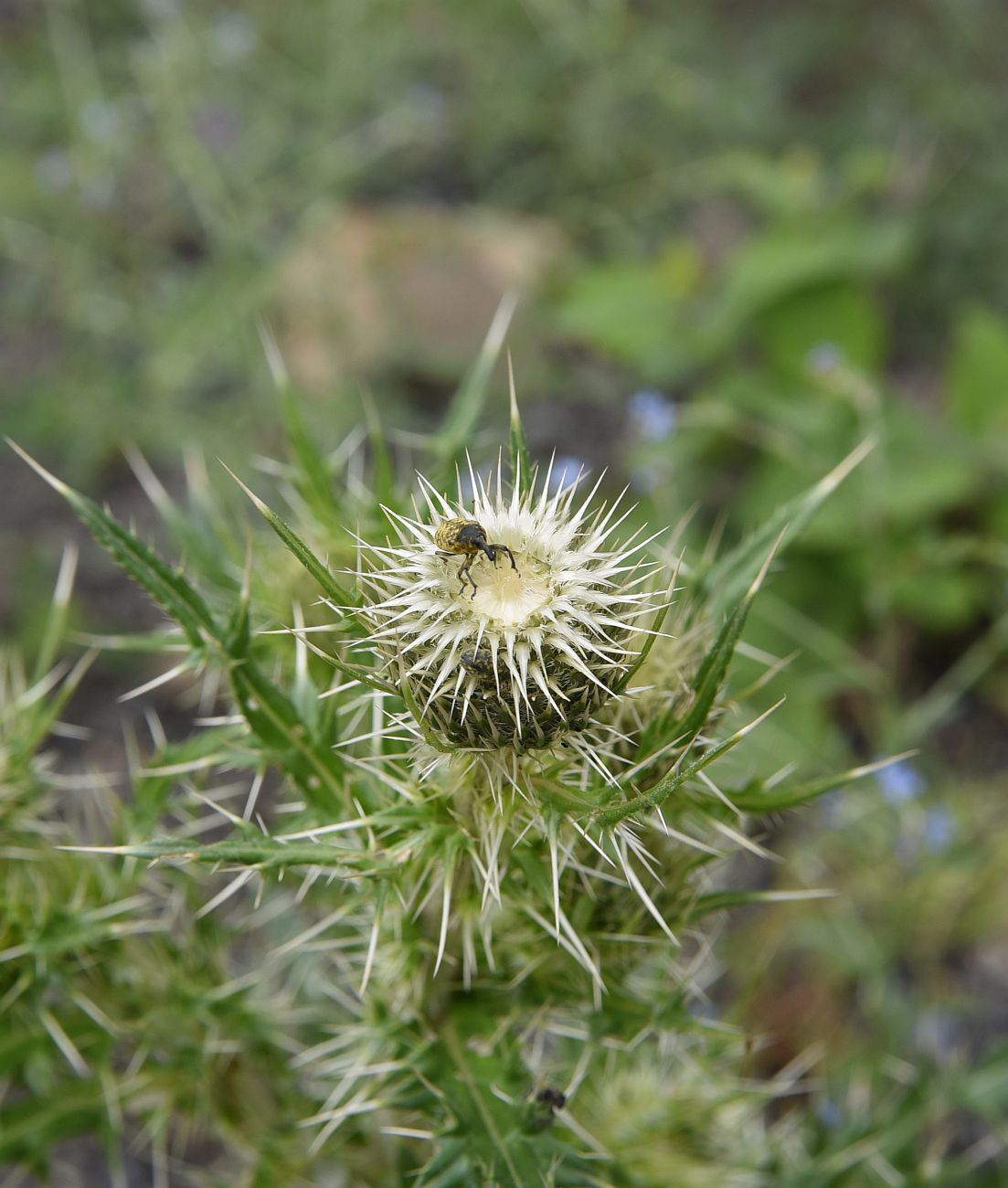 Image of Cirsium echinus specimen.